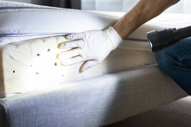 Best Spider Control Near Me  in Delavan, IL
