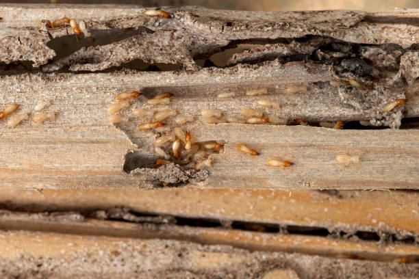Best Wildlife Control Services  in Delavan, IL